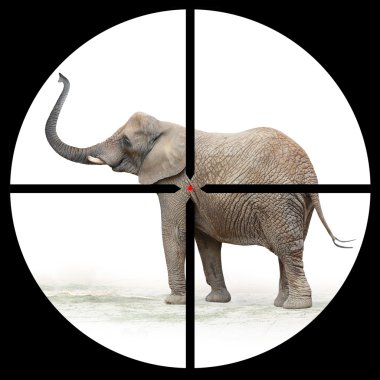 African elephant in the Hunter's scope. clipart