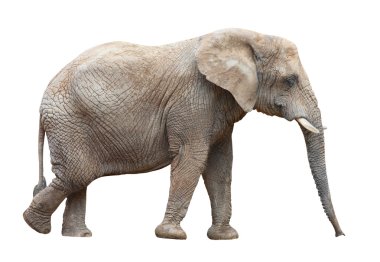 Afrika fili (loxodonta africana) kadın.