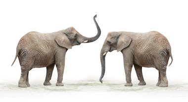 Afrika filleri (loxodonta africana) erkek.