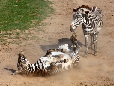 toz içinde inişli çıkışlı zebra resim. antiparaziter toz banyo.