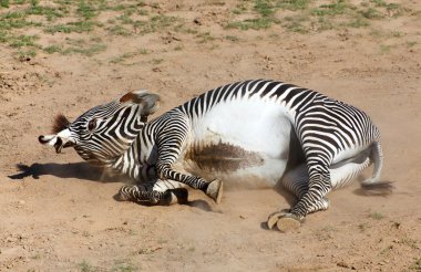 toz içinde inişli çıkışlı zebra resim. antiparaziter toz banyo.