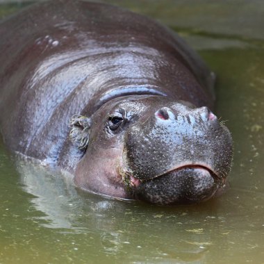 Pigme suaygırı (choeropsis liberiensis veya hexaprotodon liberiensis).