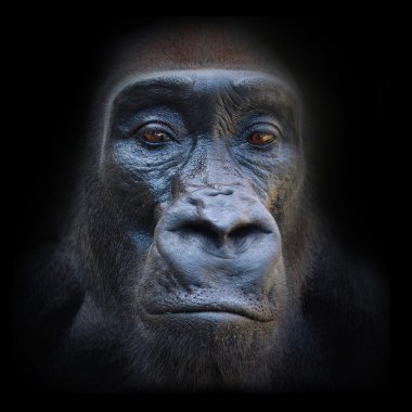 The evil eyes in the night. The Gorilla portrait. clipart
