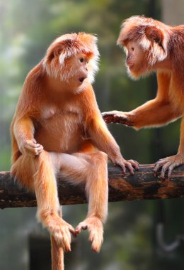 iki langurlar bir eğlenin. Cava langur (trachaypithecus hava).
