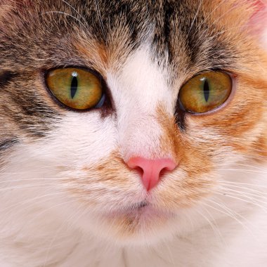 kedi portre