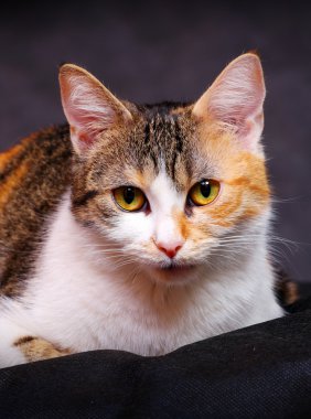 kedi yalan. Stüdyo vurdu. Takvim için harika.