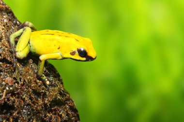 The frog (Dendrobates) clipart