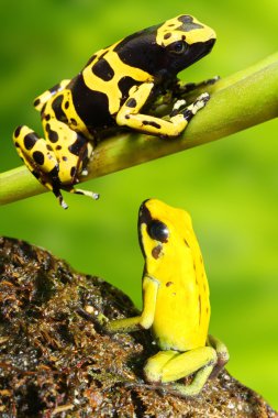 Dendrobates leucomelas