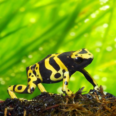 zehirli ok kurbağa dendrobates leucomelas bir yağmur ormanlarında.
