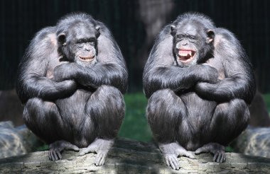 Two chimpanzees have a fun. clipart