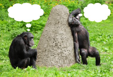 Two funny chimpanzees with speech bubles. clipart