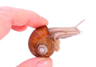 Bahçe salyangoz (Helix aspersa)