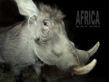 yaban domuzu (phacochoerus africanus).