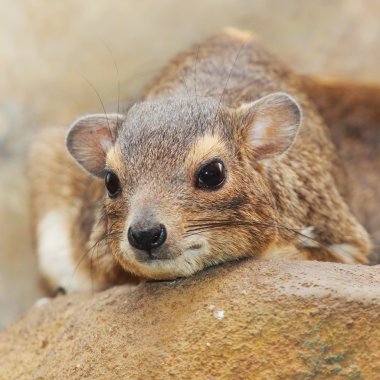 Funny animal portrait of The Rock Hyrax clipart