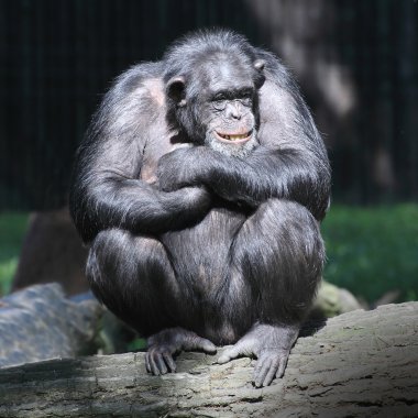 gülümseyen mutlu şempanze.