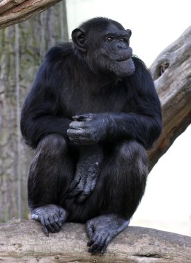 Hayvanat Bahçesi pilsen içinde yetişkin bir şempanze portresi