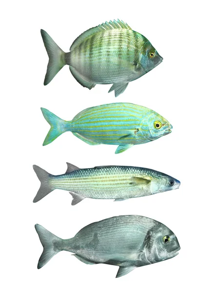 Collection of a mediterranean fish — Stock Photo, Image