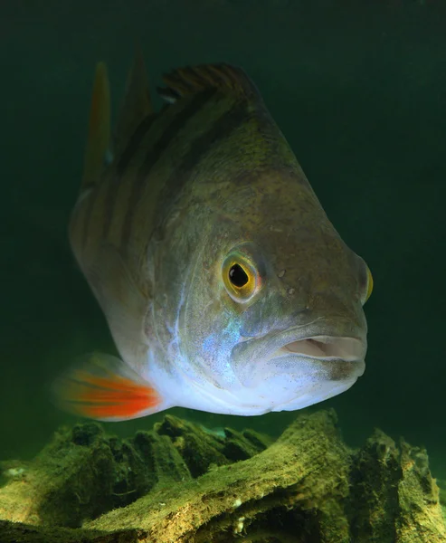 European Perch — Stock Photo, Image