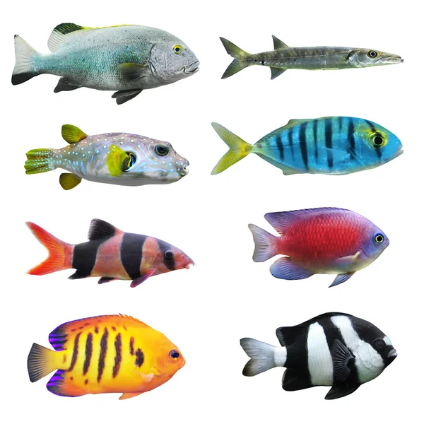 Gran colección de peces tropicales —  Fotos de Stock