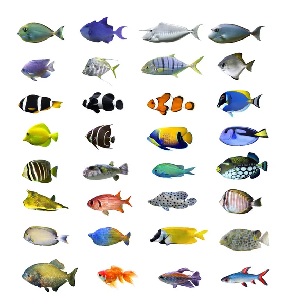 Gran colección de peces tropicales —  Fotos de Stock