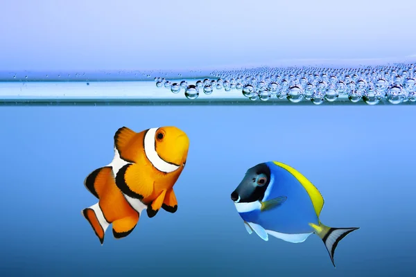 Tropiska revfiskar - clownfish och kirurgfisk — Stockfoto