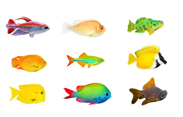 Gran colección de peces tropicales —  Fotos de Stock