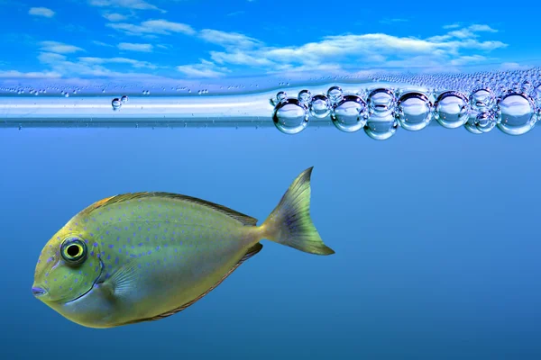 물고기의 그림 — 스톡 사진