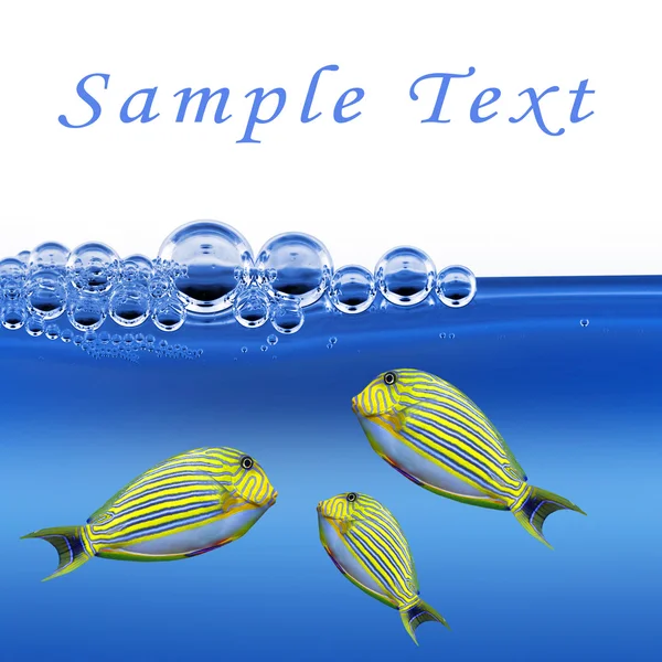 Tropical fish — Stock Photo, Image