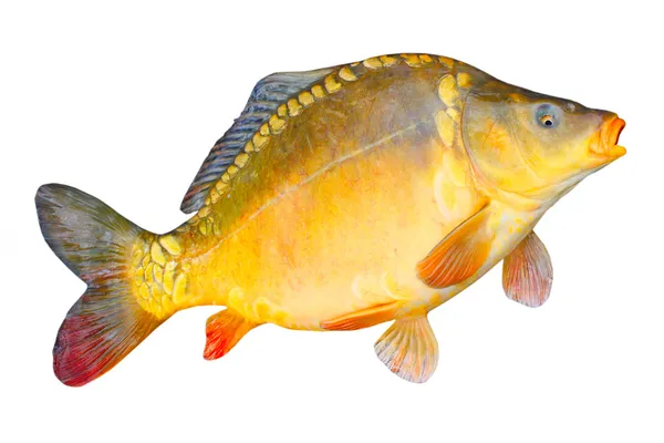 Big Common carp — Stock Photo, Image
