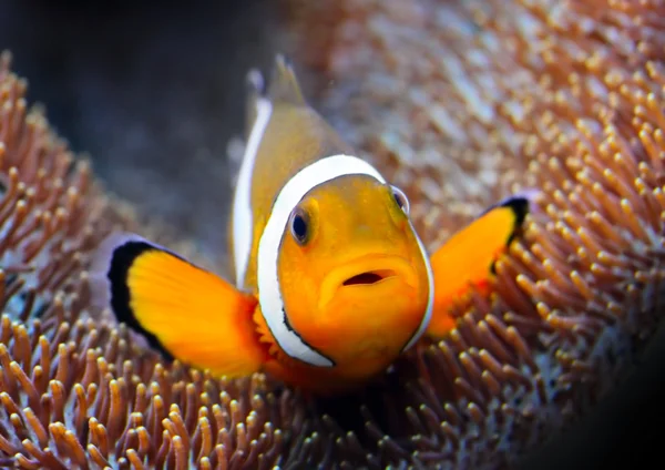 Клоунская рыба в тропическом море — стоковое фото