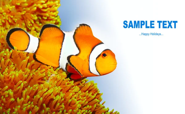 Clownfish — Φωτογραφία Αρχείου