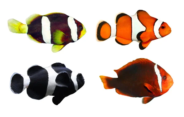 Stor samling av en tropisk fisk — Stockfoto