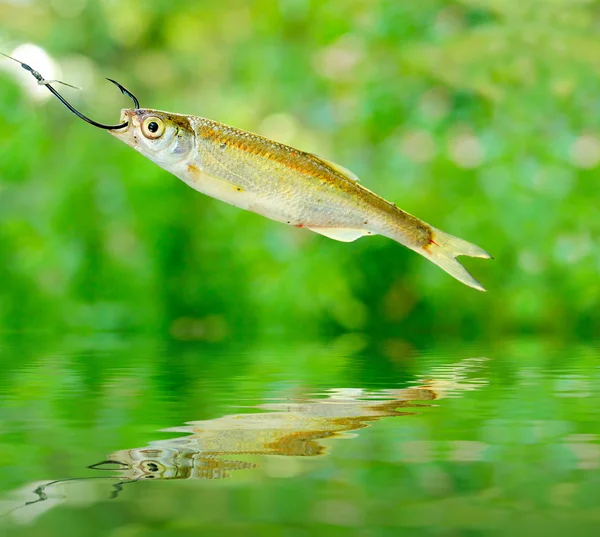 Små fiskar — Stockfoto