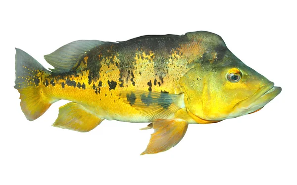 Bass fish — Stock Photo, Image