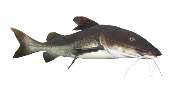 Mermer yayın balığı — Stok fotoğraf