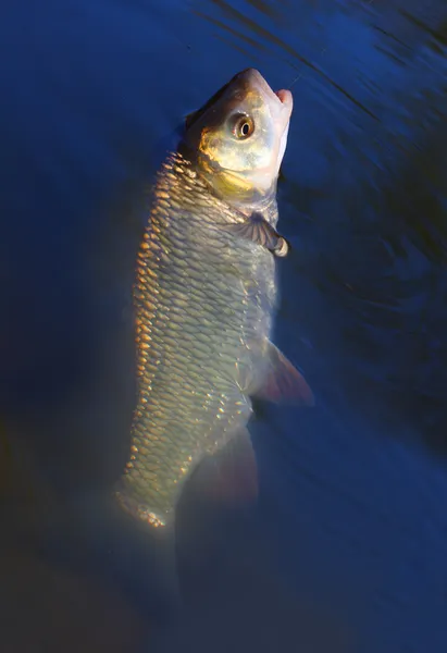 Velký tloušť (squalius cephalus) — Stock fotografie