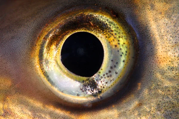 Fish eye