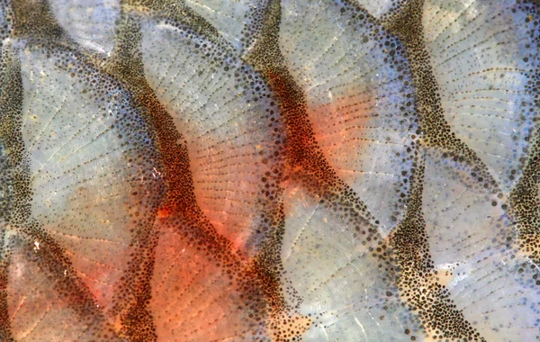 Fish scales - closeup. European Chub (Squalius cephalus) — Stock Photo, Image