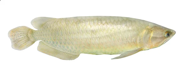 The Arowana fish (Osteoglossum biccirhosum) — Stock Photo, Image