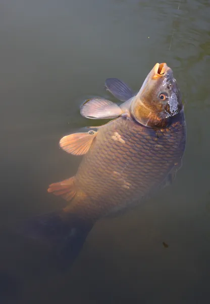 Common carp — Stock Photo, Image