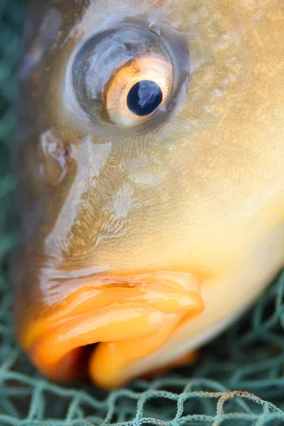 Big Common carp — Stock Photo, Image