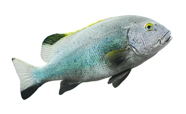 고립 된 물고기 — 스톡 사진