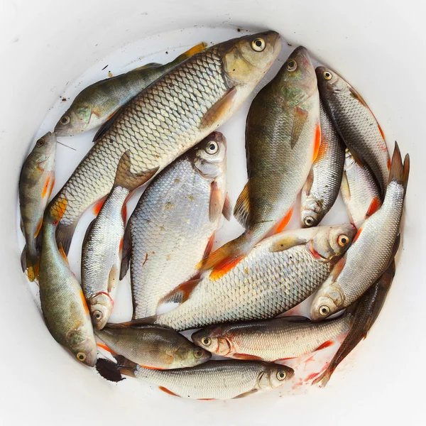 Peixe cru fresco em um prato . — Fotografia de Stock