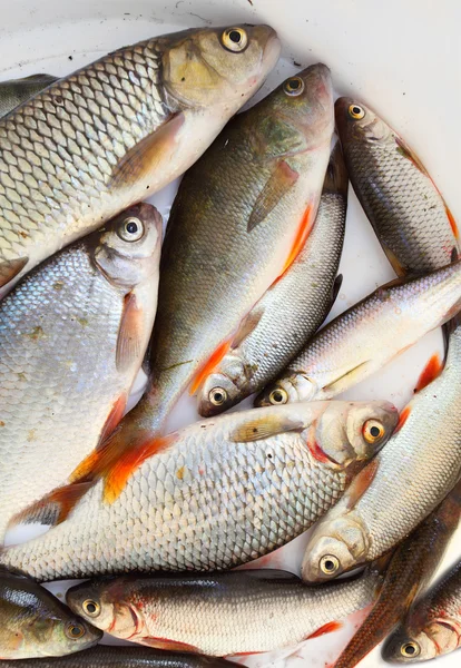 Peixe cru fresco em um prato . — Fotografia de Stock