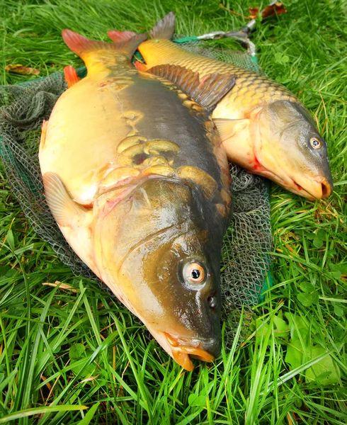 Peşte pe plasă de pescuit. The Common Carp — Fotografie, imagine de stoc
