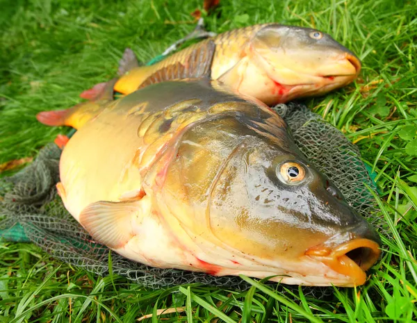 Ikan di jaring ikan. The Common Carp — Stok Foto