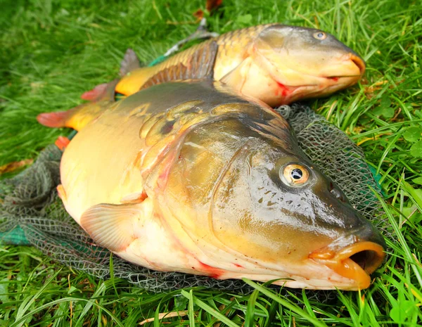 Pescado en red de pesca. La carpa común —  Fotos de Stock