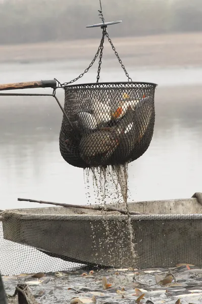 Fishpond, carps — Stok Foto