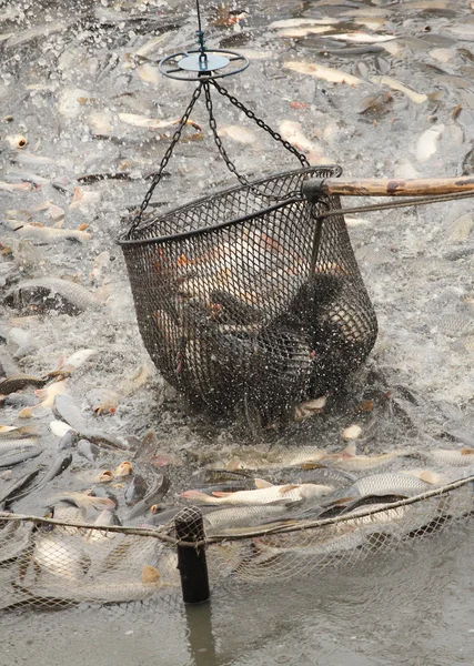 Fishpond , carps — Stock Photo, Image