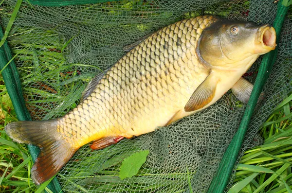 De karper (cyprinus carpio) in landing net. — Stockfoto